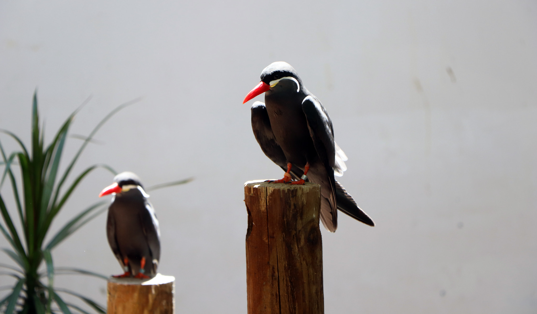 Canon EOS 800D (EOS Rebel T7i / EOS Kiss X9i) sample photo. Beautiful coastal birds photography