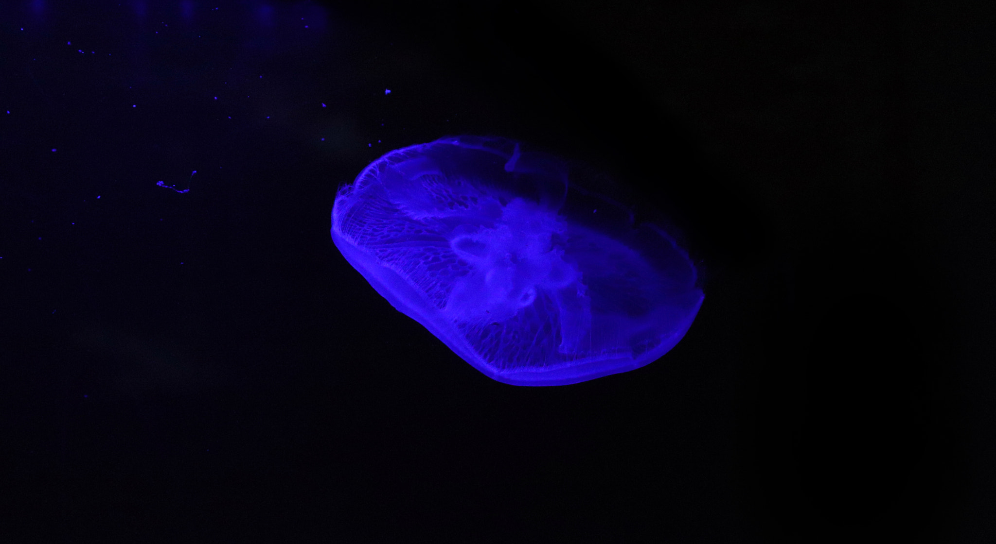 Canon EOS 800D (EOS Rebel T7i / EOS Kiss X9i) sample photo. Blue neon jellyfish photography