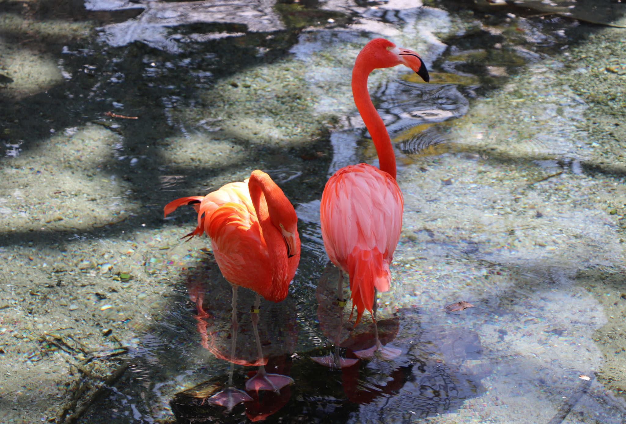 Canon EOS 800D (EOS Rebel T7i / EOS Kiss X9i) sample photo. Stunning flamingo couple photography