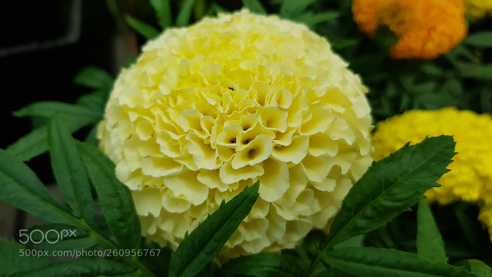 Samsung Galaxy S8 sample photo. Big light yellow tagetes. photography