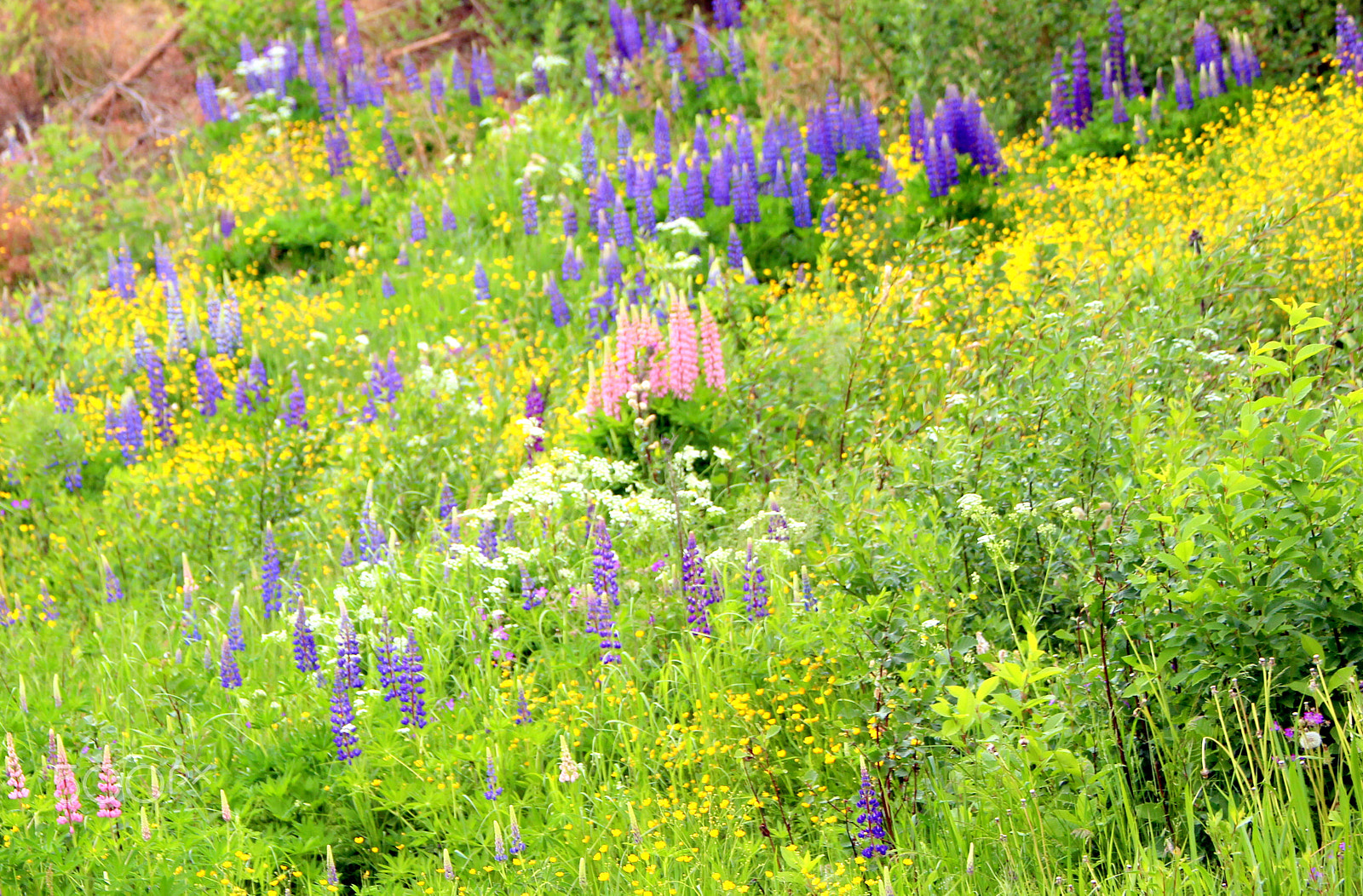 Canon EOS 700D (EOS Rebel T5i / EOS Kiss X7i) sample photo. A colorful flower sea along  the road. photography