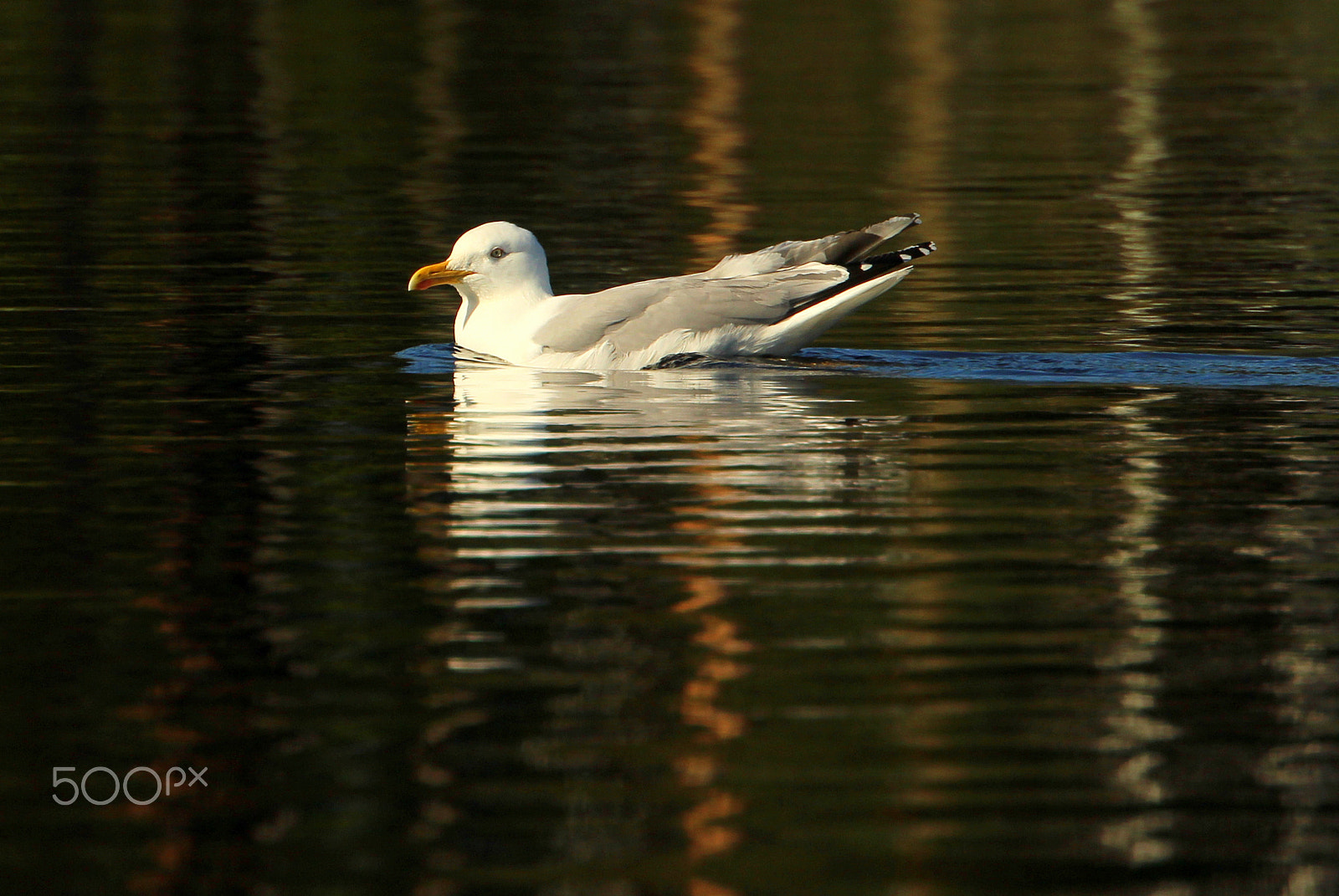 Canon EOS 700D (EOS Rebel T5i / EOS Kiss X7i) sample photo. The evening swimming. photography