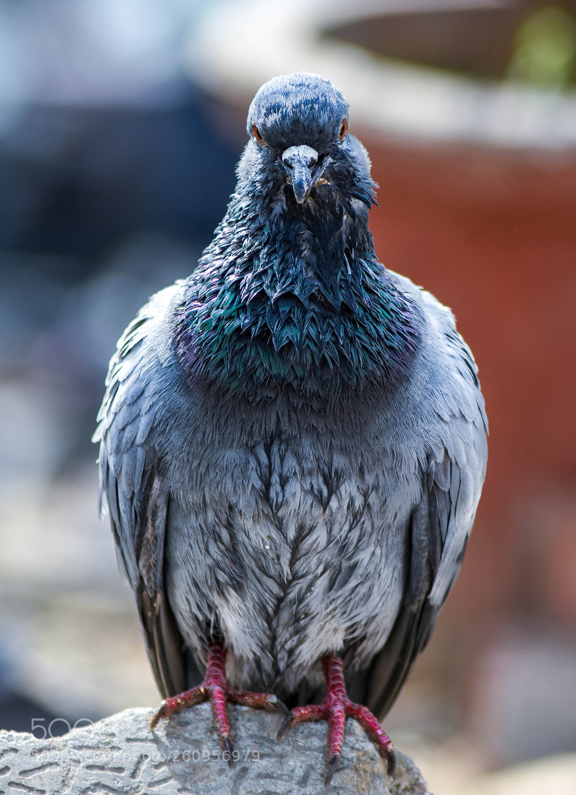 Nikon D7200 sample photo. Pigeon portrait photography