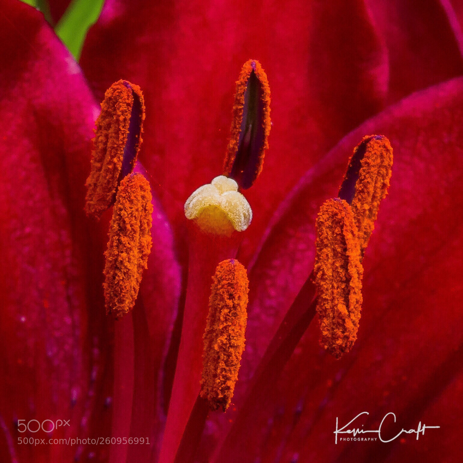 Canon EOS 6D sample photo. Androecium of a lily photography