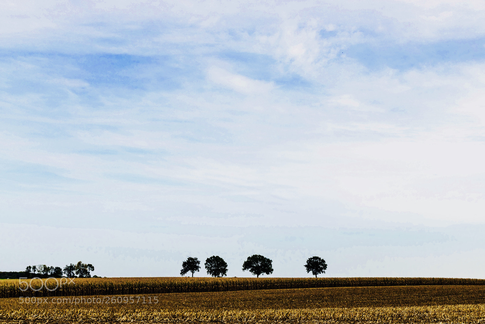 Canon EOS 6D Mark II sample photo. 4trees in dutch landscape photography