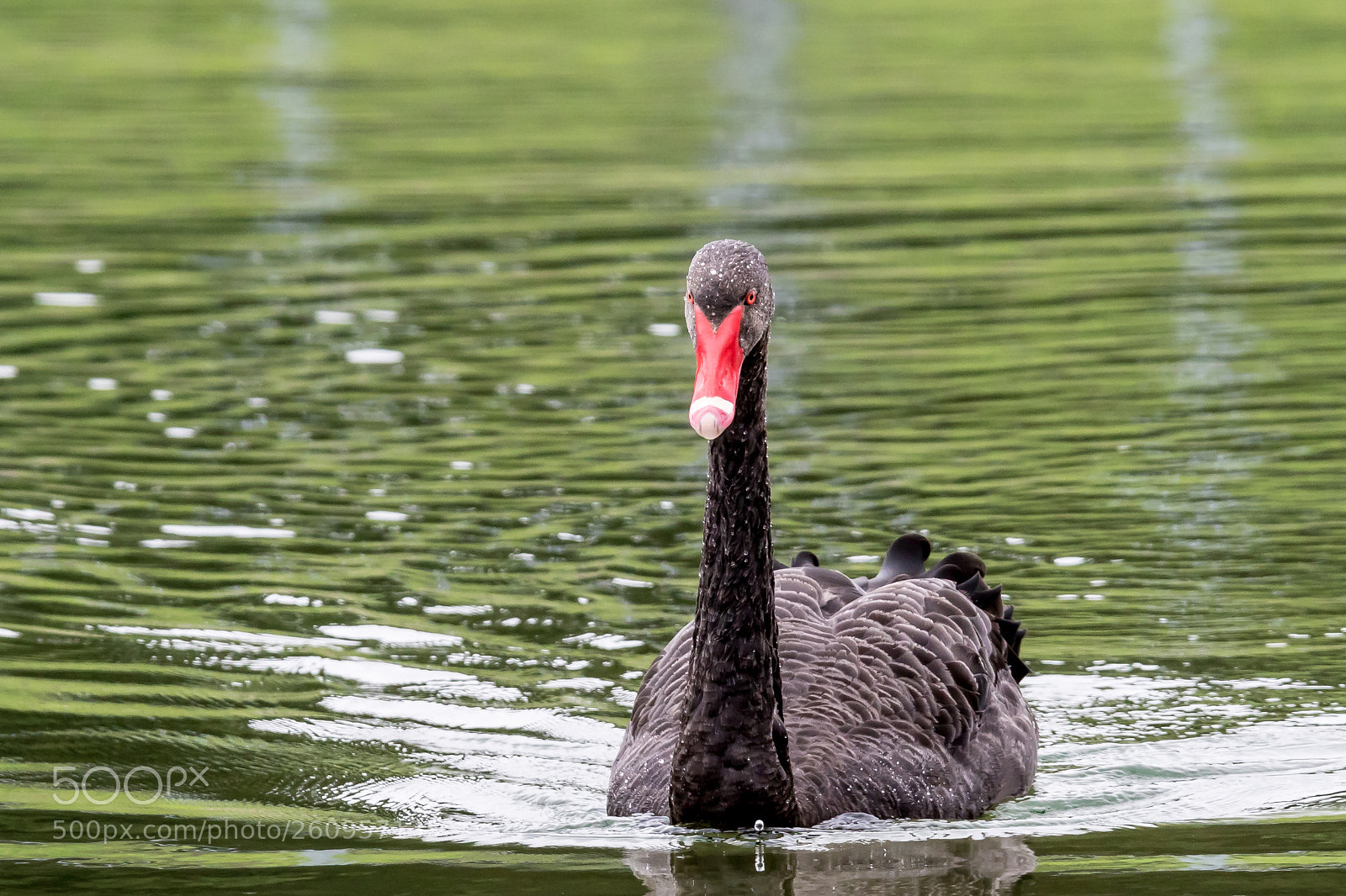 Canon EOS 7D Mark II sample photo. Black swan photography