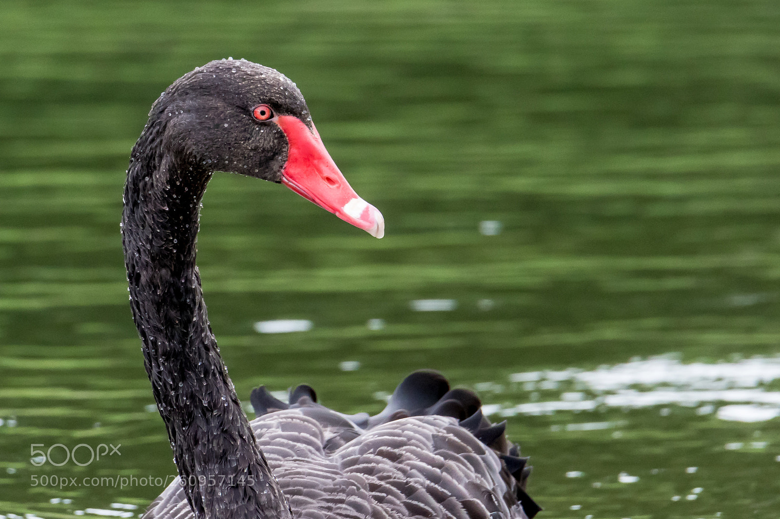 Canon EOS 7D Mark II sample photo. Black swan photography
