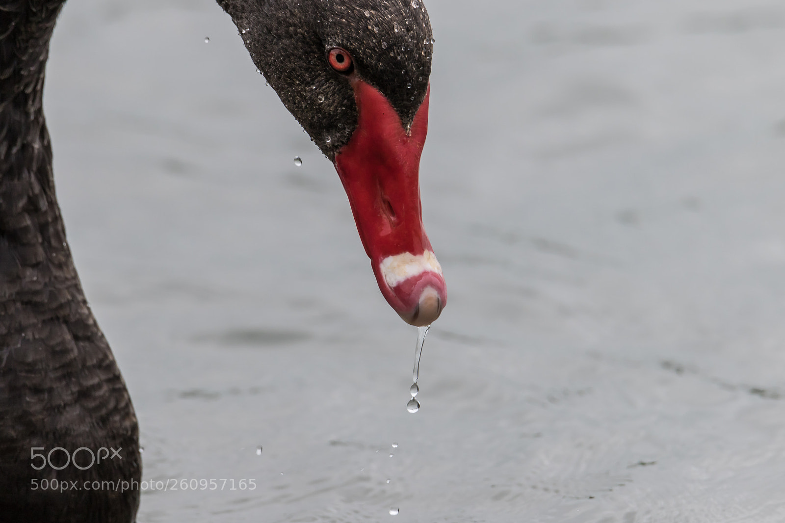Canon EOS 7D Mark II sample photo. Black swan photography
