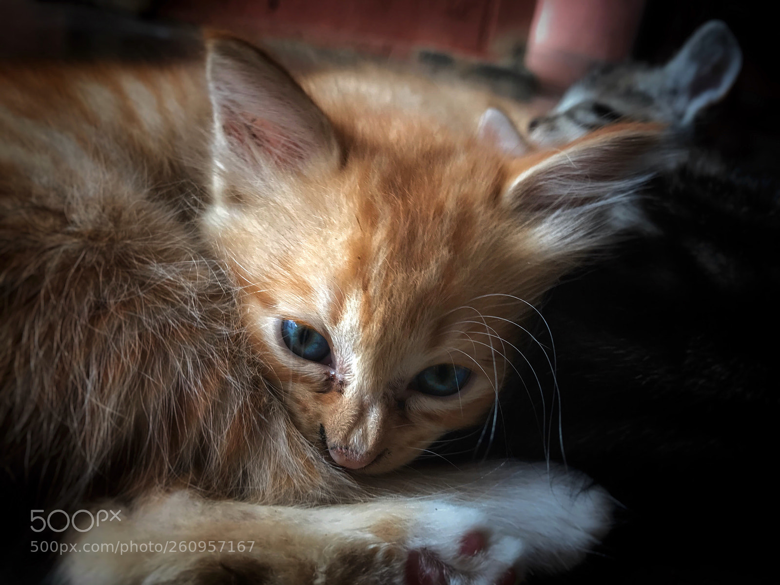 Apple iPhone 7 sample photo. **kitten** photography