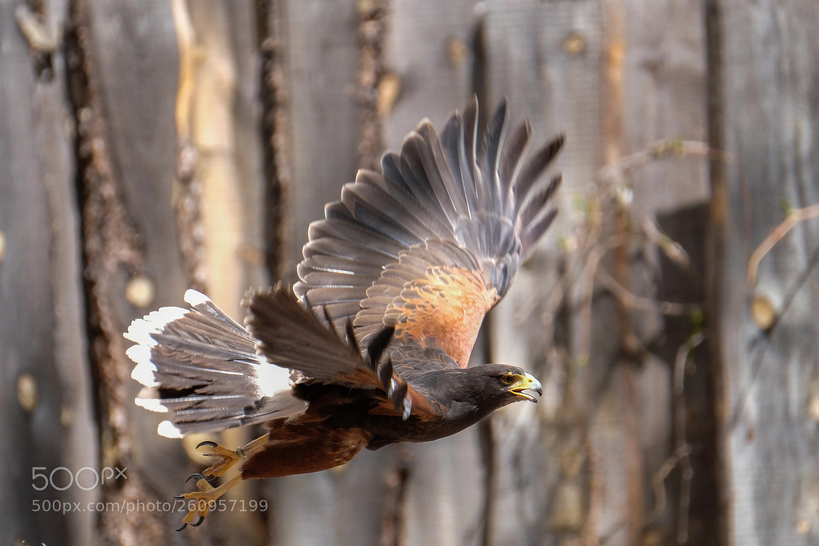 Fujifilm X-T2 sample photo. Harris hawk photography