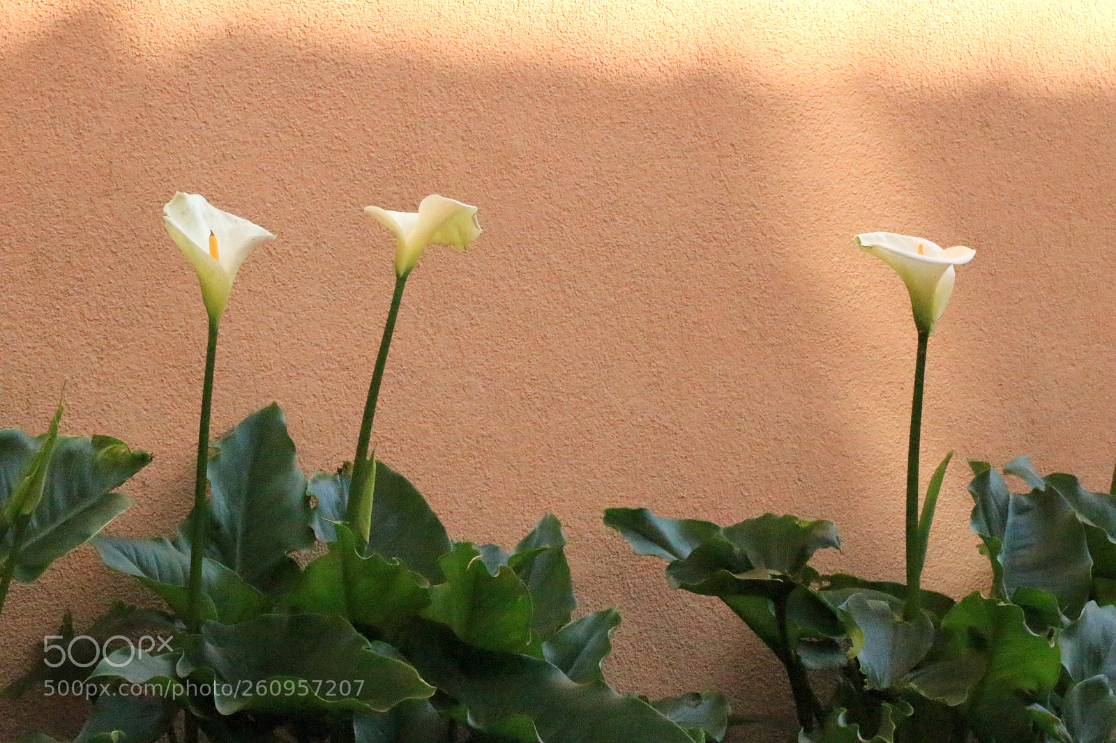 Canon EOS 100D (EOS Rebel SL1 / EOS Kiss X7) sample photo. Arum lily on the photography