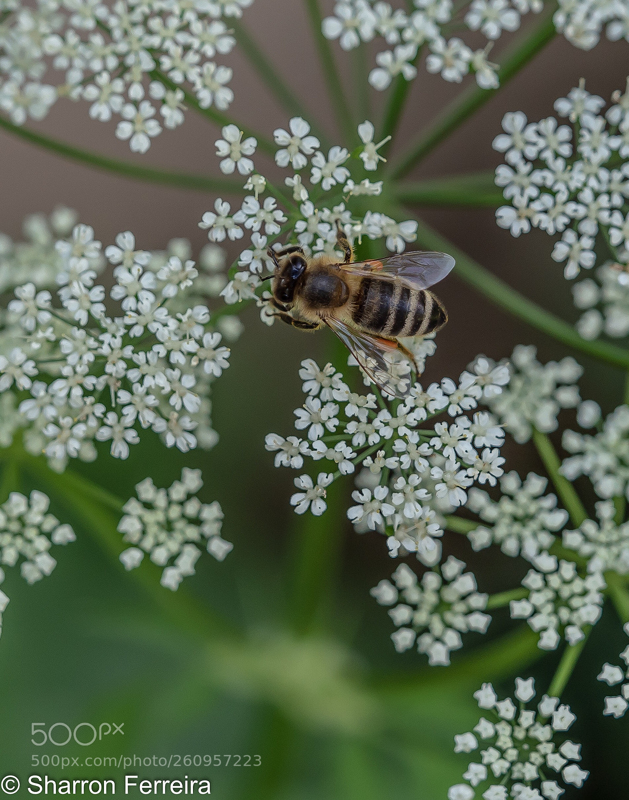 Olympus OM-D E-M5 II sample photo. Summer feels photography