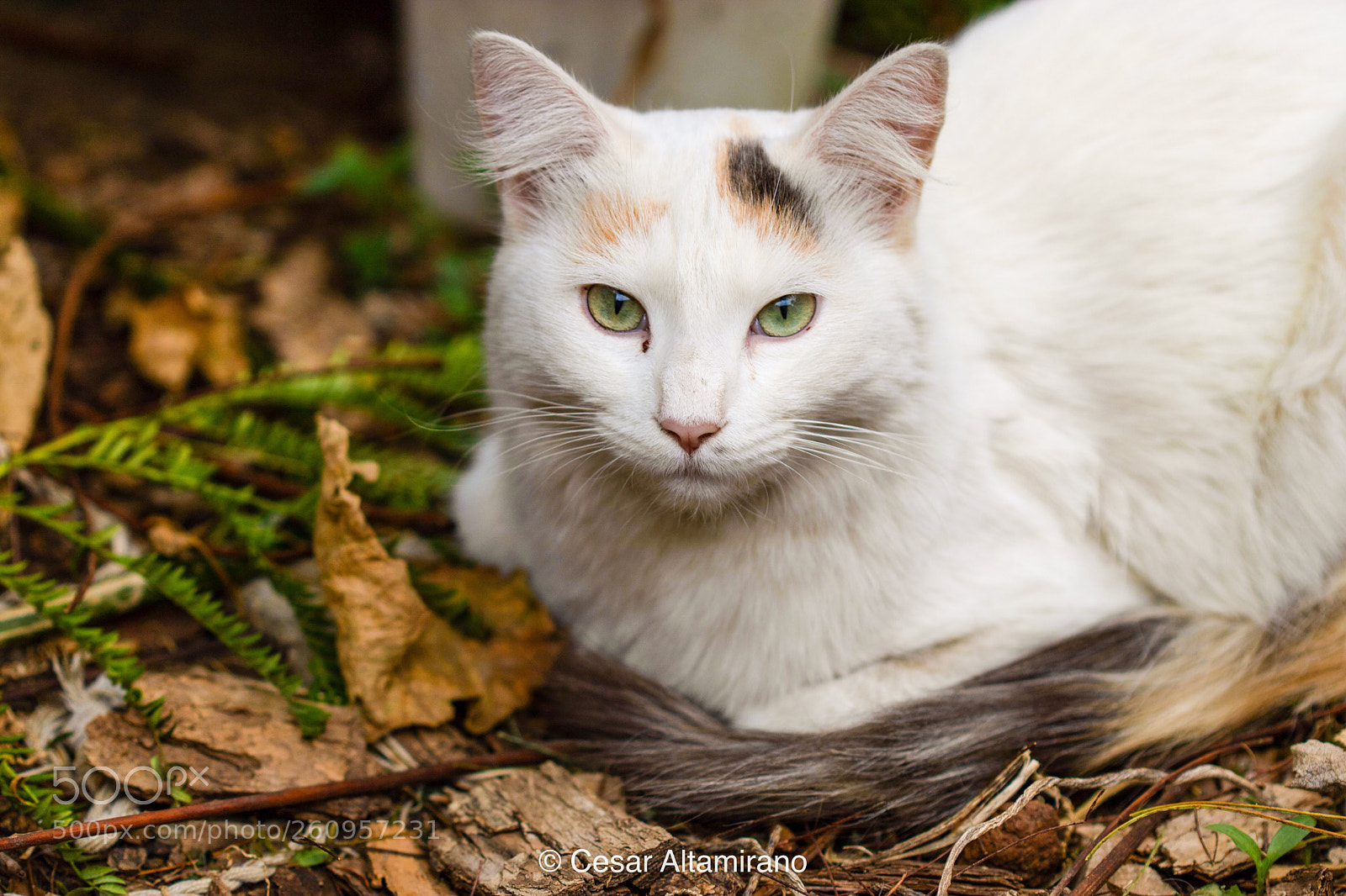 Canon EOS 750D (EOS Rebel T6i / EOS Kiss X8i) sample photo. Untitled photography
