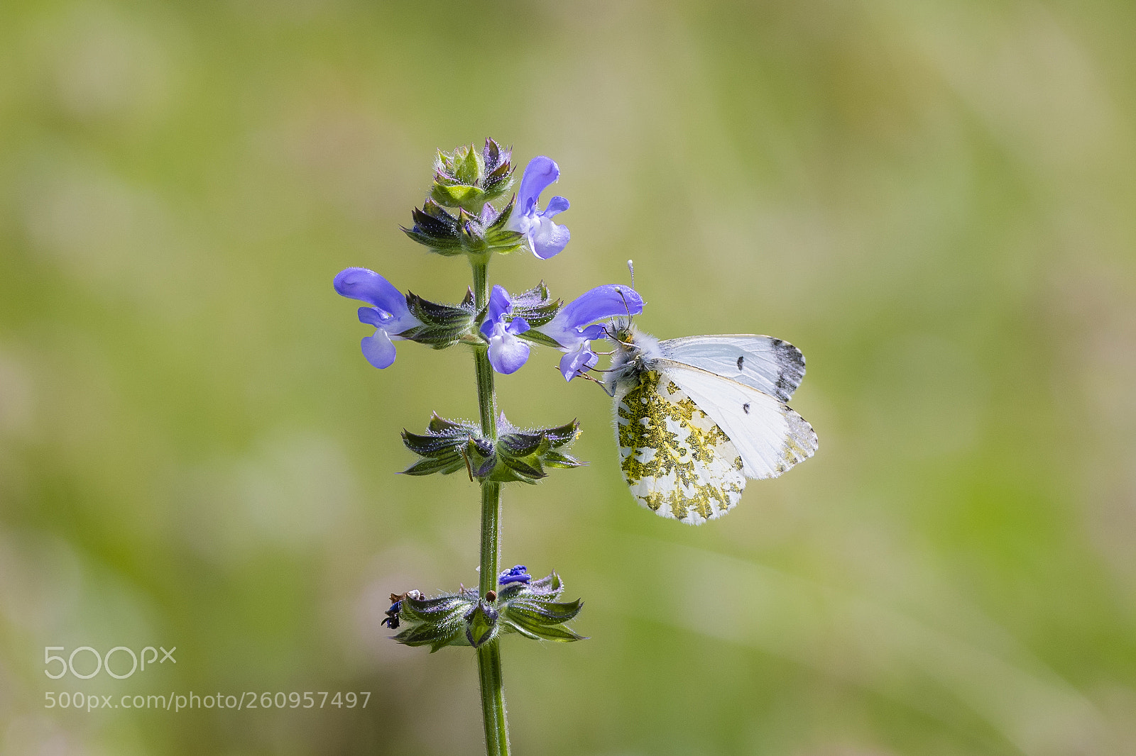 Nikon D500 sample photo. Anthocharis cardamines photography
