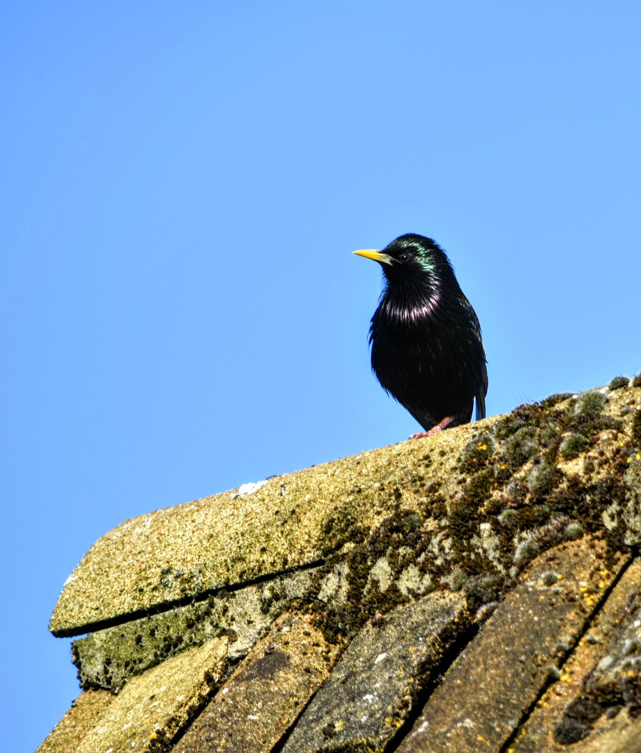 Nikon D3400 sample photo. Starling photography