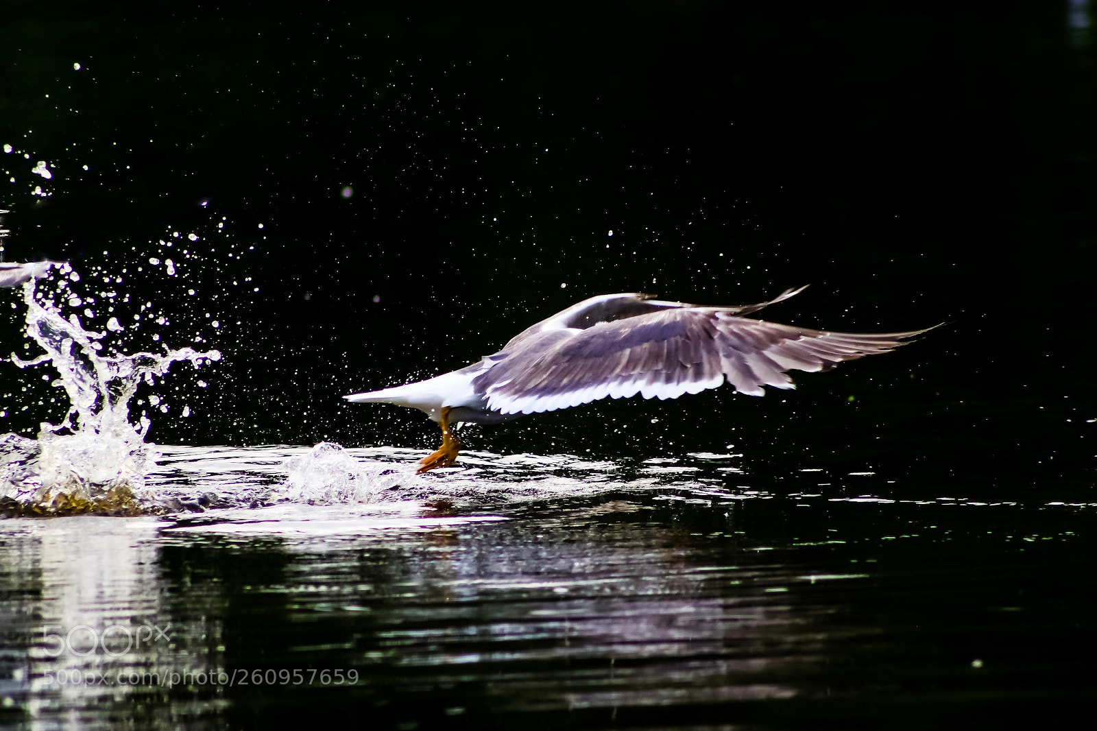 Canon EOS 77D (EOS 9000D / EOS 770D) sample photo. Running on water photography