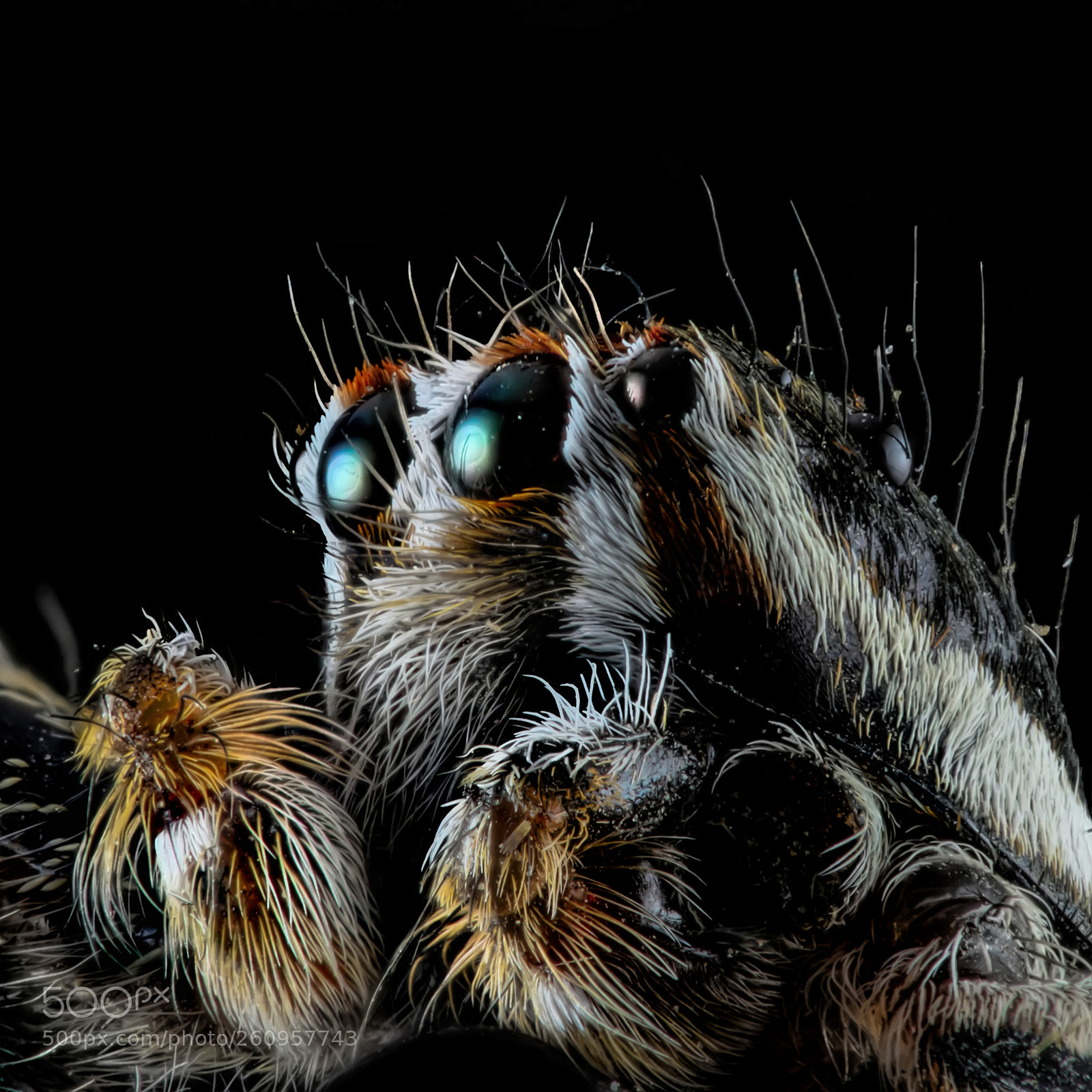 Nikon D610 sample photo. Spidy spidy photography