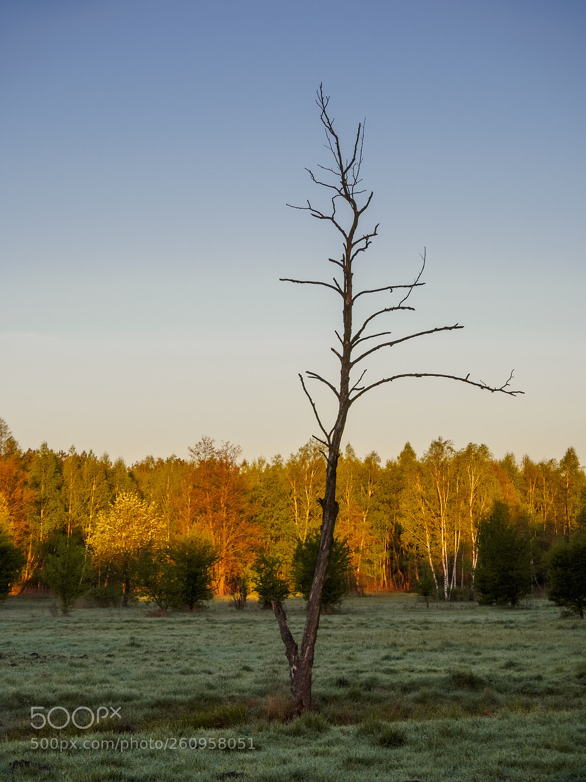 Olympus OM-D E-M10 II sample photo. Lonely old tree photography