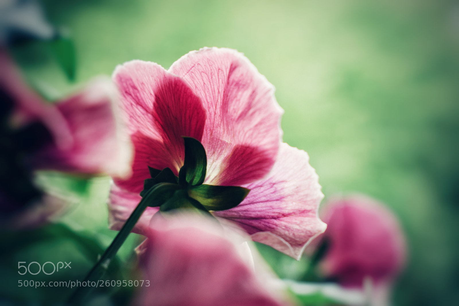 Nikon D3300 sample photo. Flower photography