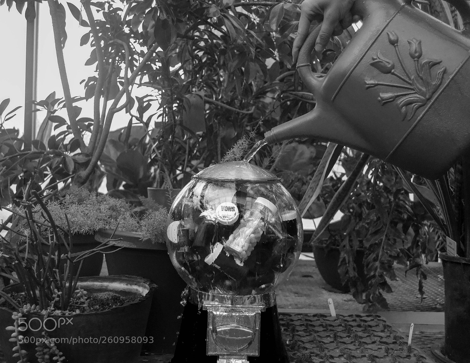 Nikon D3100 sample photo. Plant of pills photography