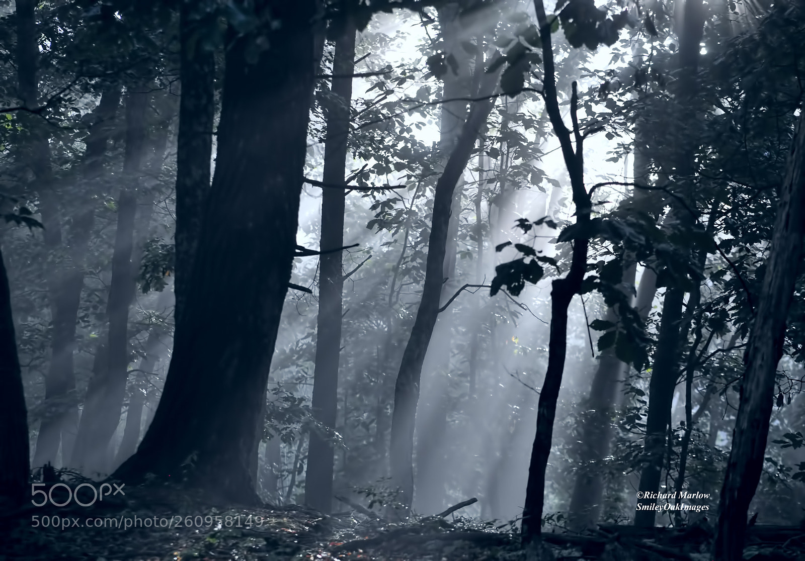 Nikon D5000 sample photo. Early morning photography