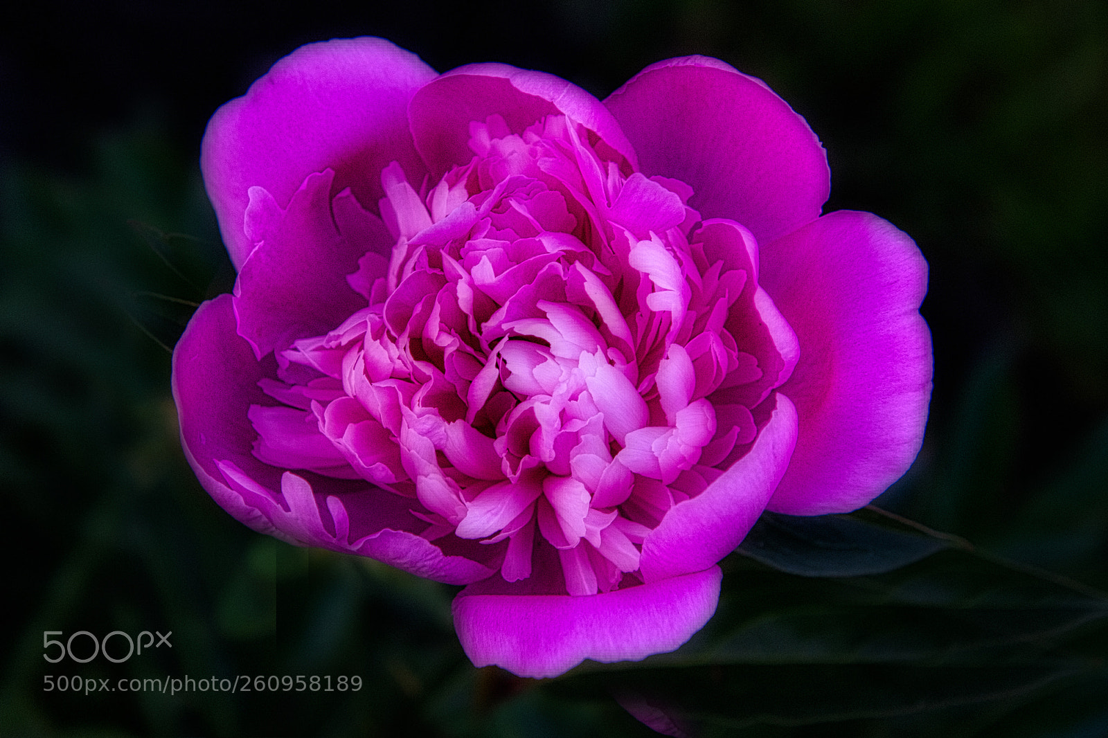 Nikon D7200 sample photo. Pretty in pink photography