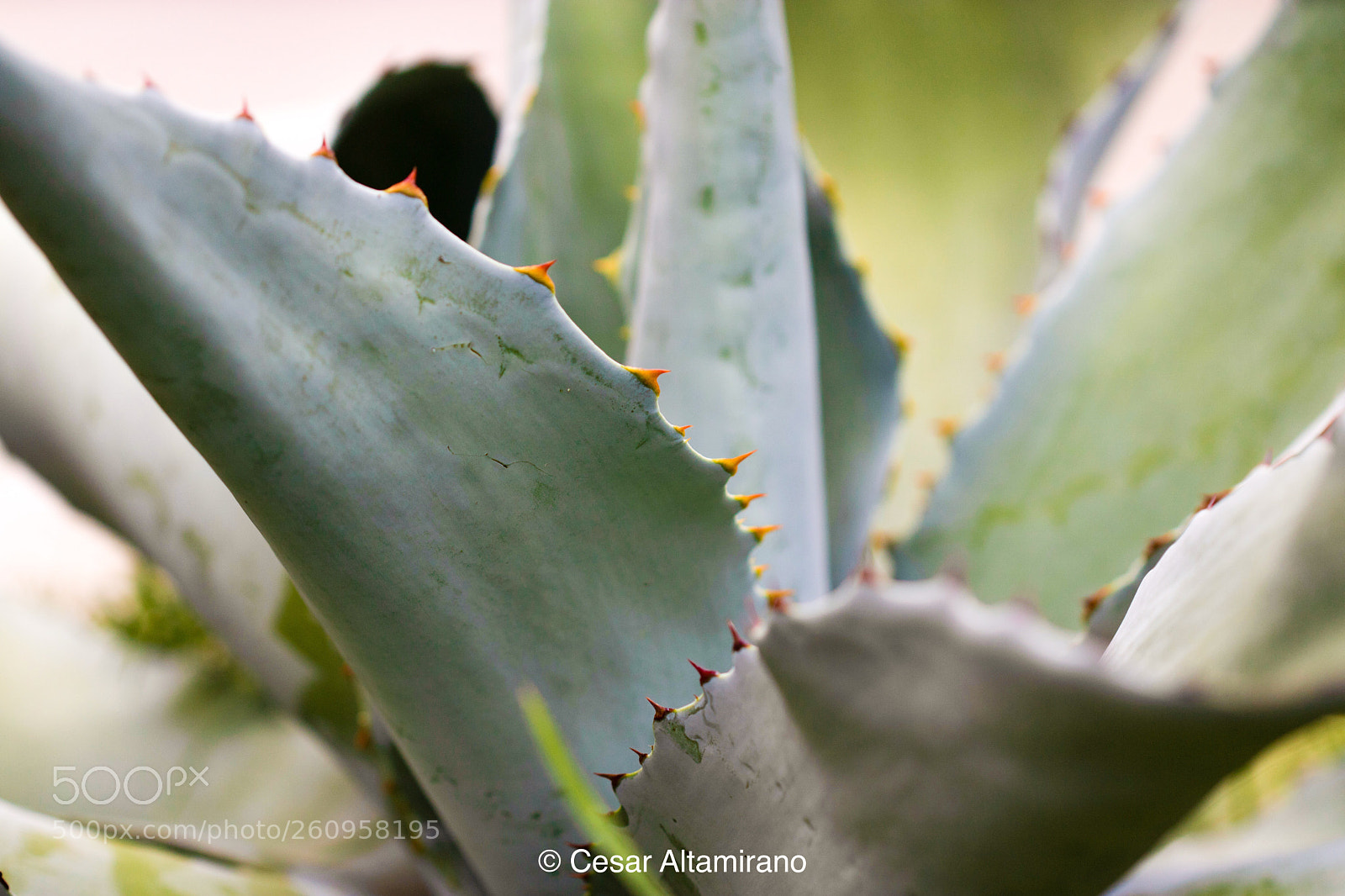 Canon EOS 750D (EOS Rebel T6i / EOS Kiss X8i) sample photo. Untitled photography