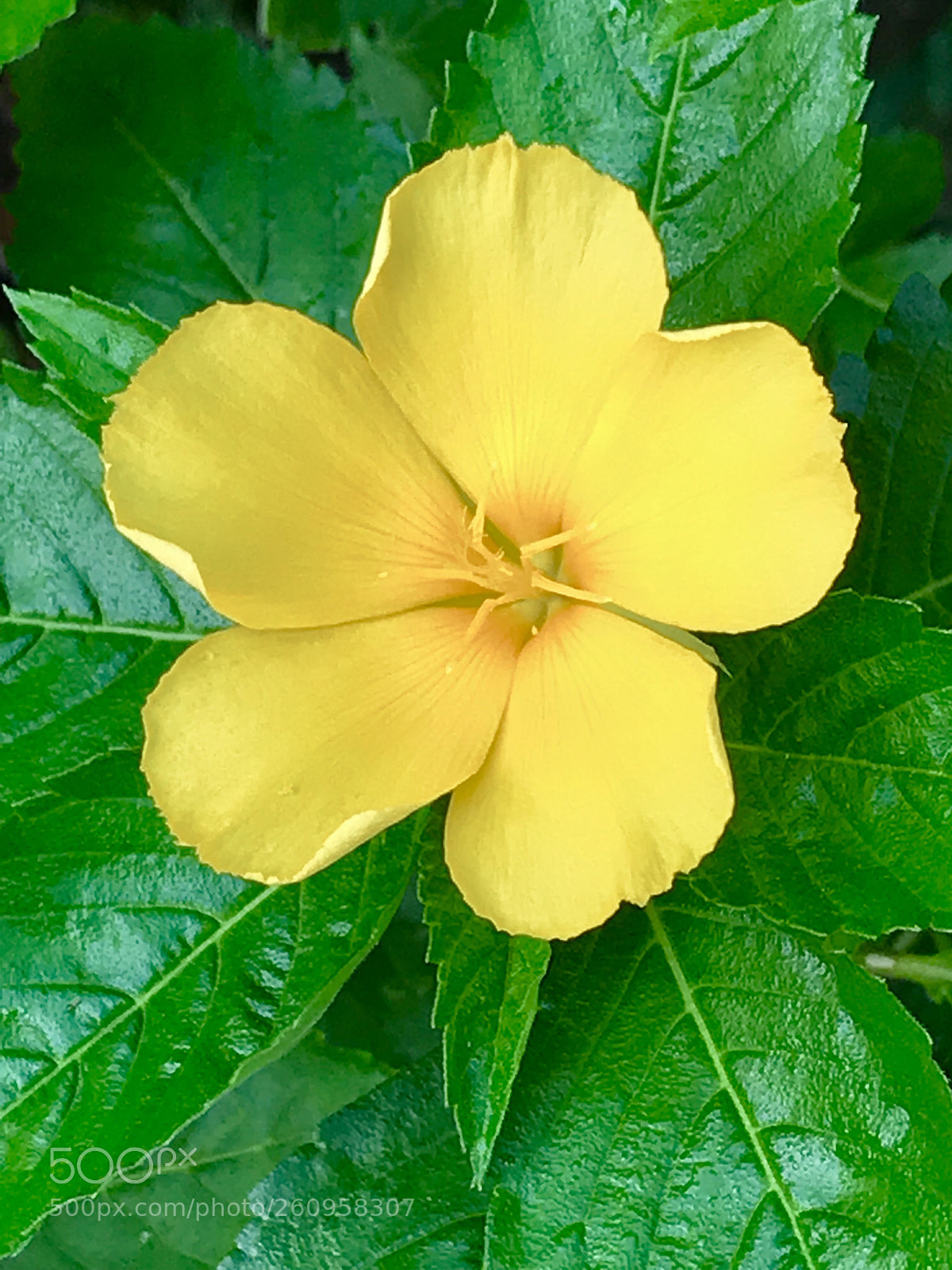 Apple iPhone 7 Plus sample photo. Untitled photography