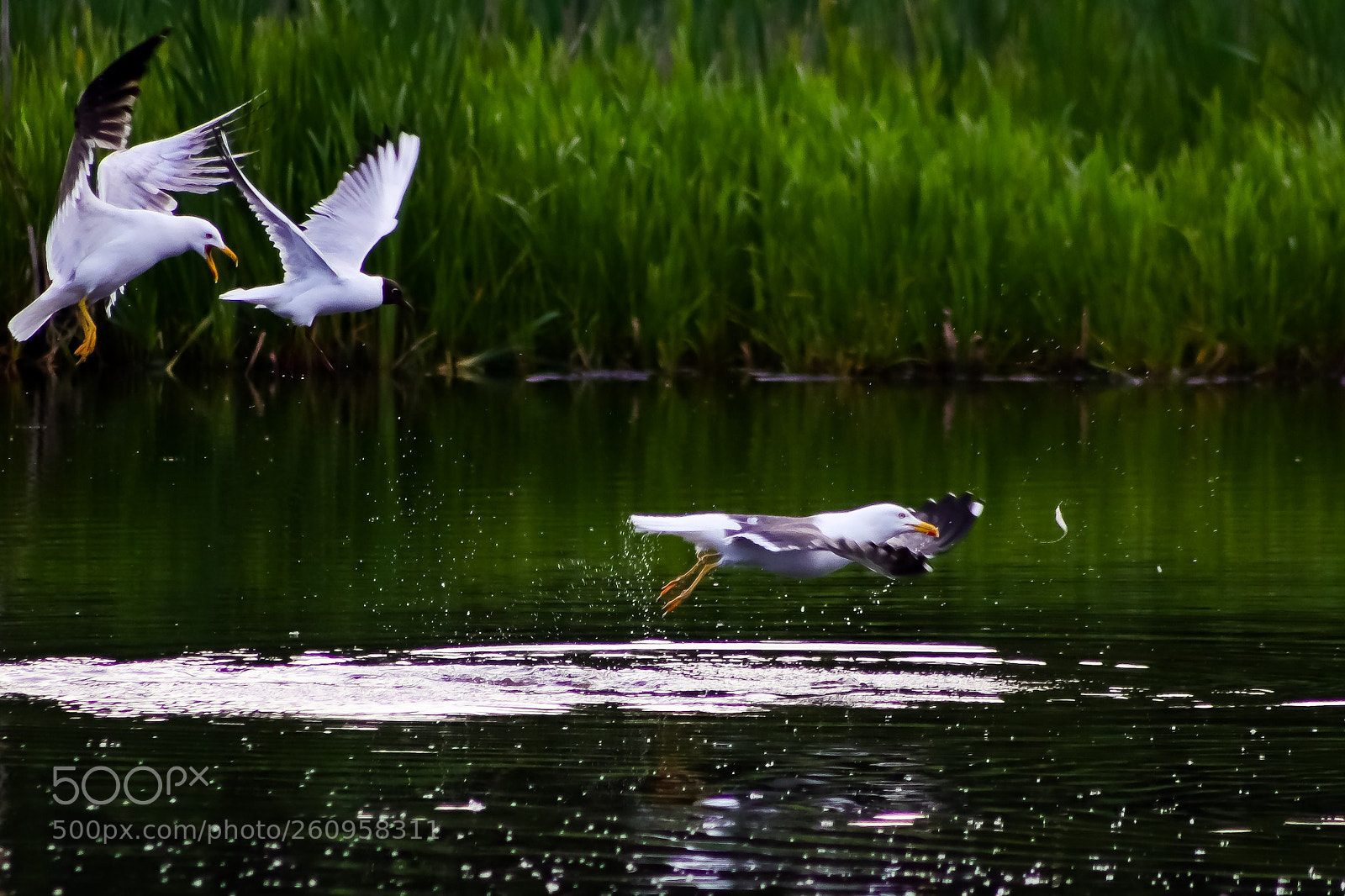 Canon EOS 77D (EOS 9000D / EOS 770D) sample photo. Survival of the fastest photography