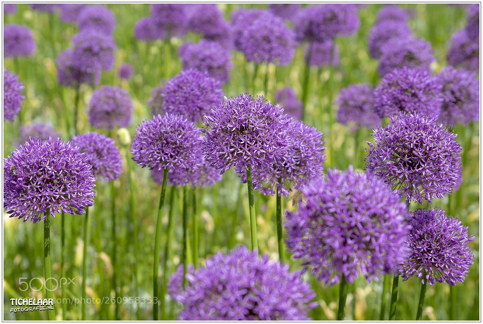 Canon EOS 700D (EOS Rebel T5i / EOS Kiss X7i) sample photo. Colors makes a life photography