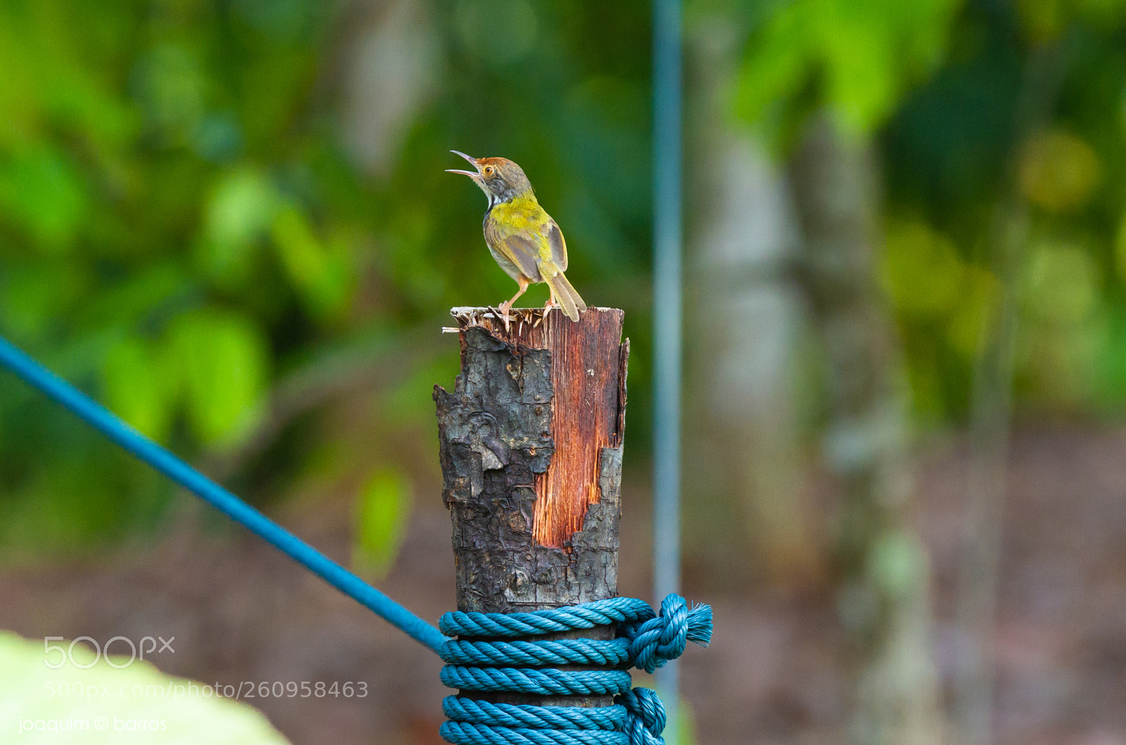 Canon EOS 7D sample photo. Little soprano photography