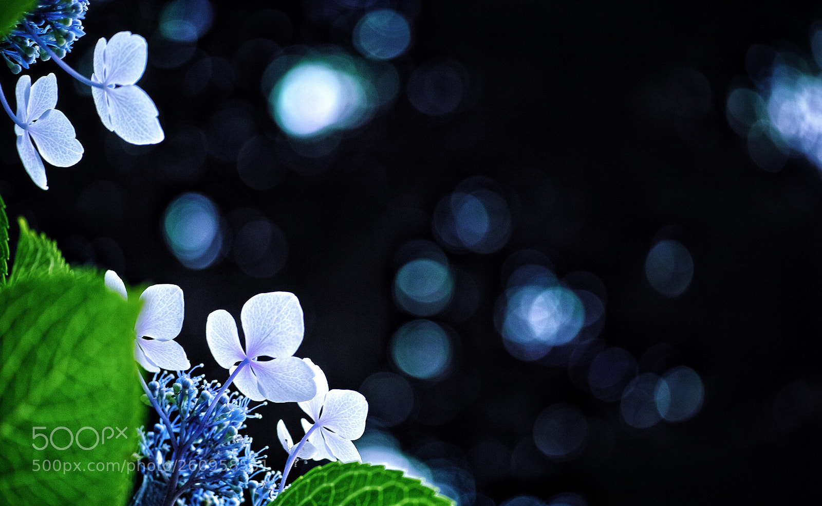 Sigma DP3 Merrill sample photo. Lacecap hydrangea  photography
