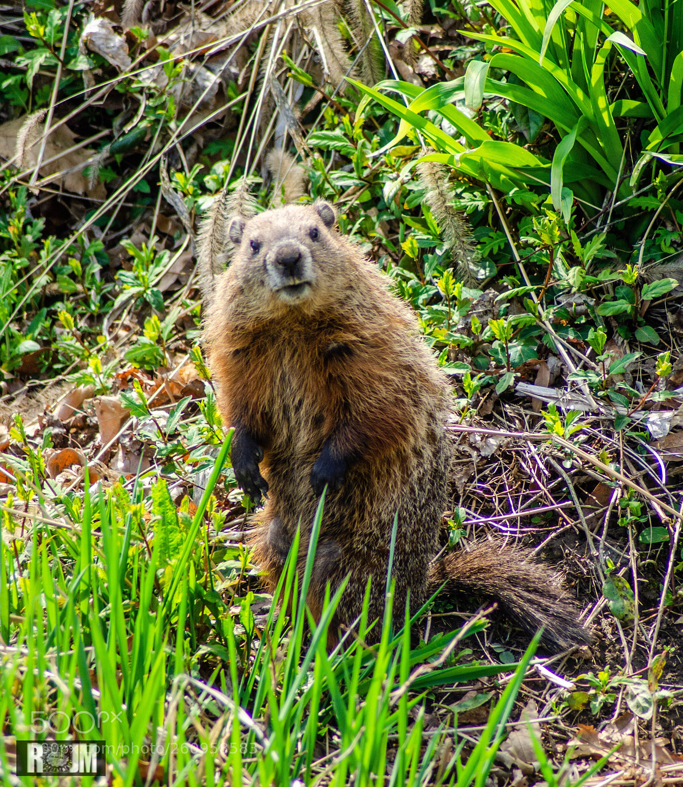 Nikon D7000 sample photo. Curious critter photography