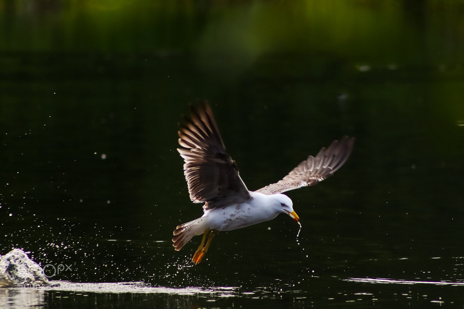 Canon EOS 77D (EOS 9000D / EOS 770D) sample photo. Caught photography