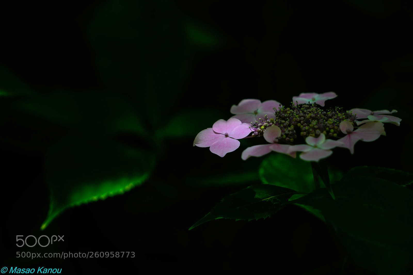 Sony a7R III sample photo. Rainy season receiving flowers photography