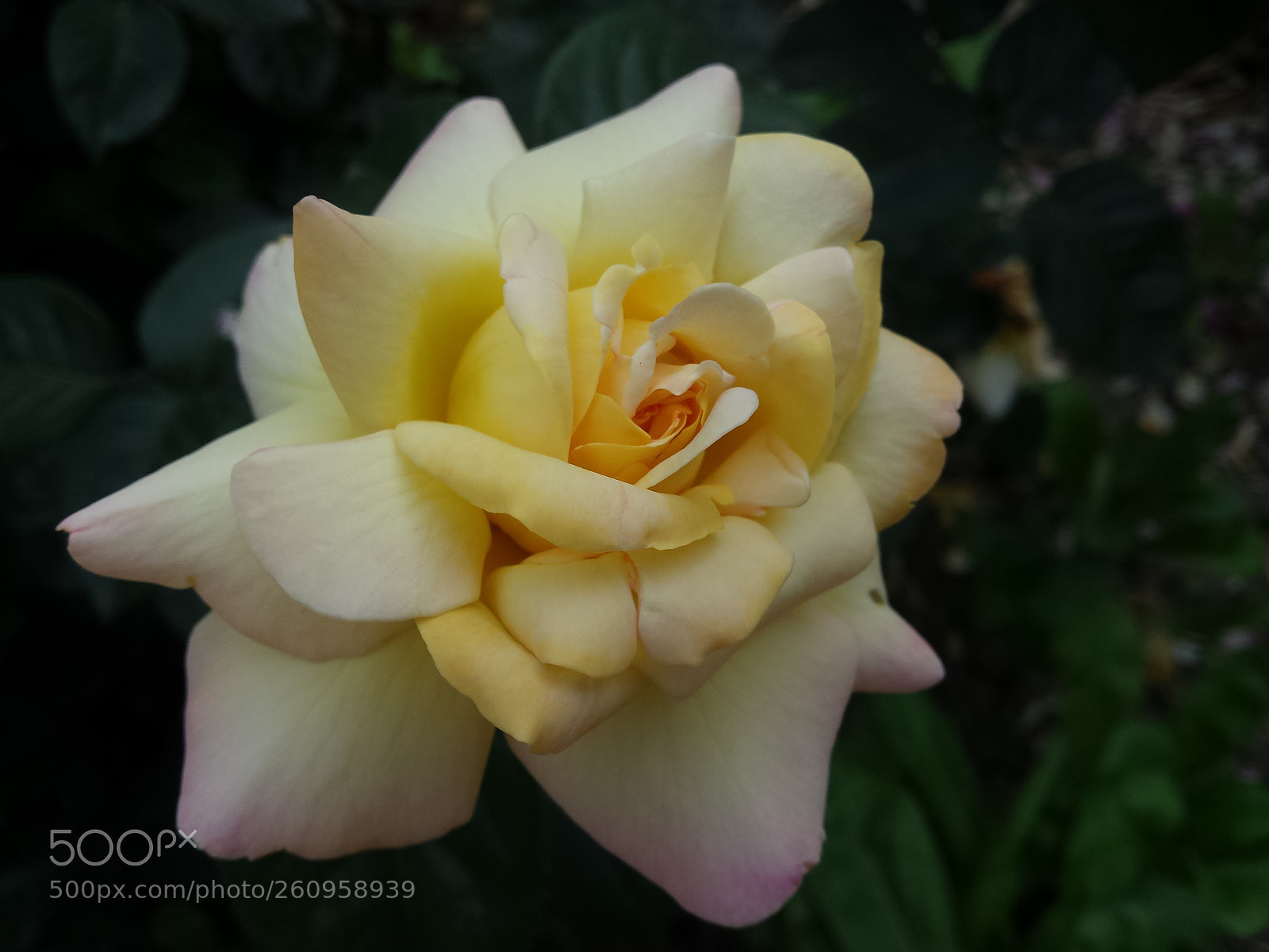 Samsung Galaxy S4 sample photo. Untitled photography