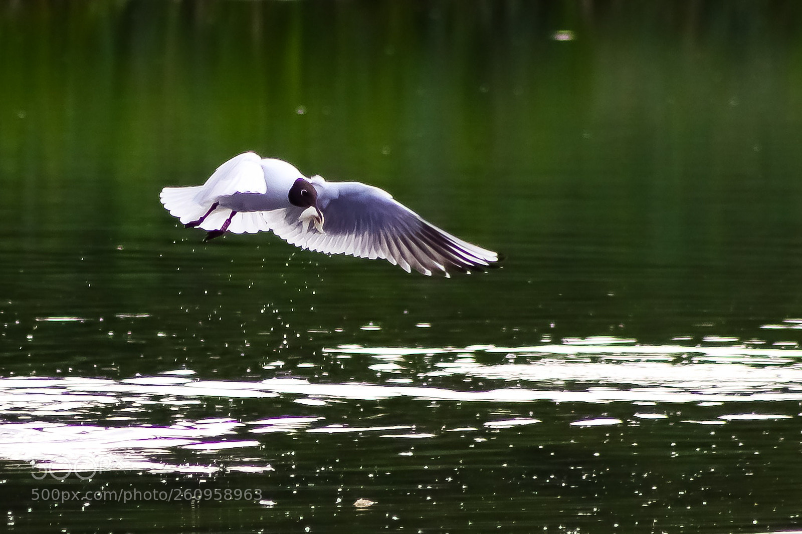 Canon EOS 77D (EOS 9000D / EOS 770D) sample photo. Caught v2. photography
