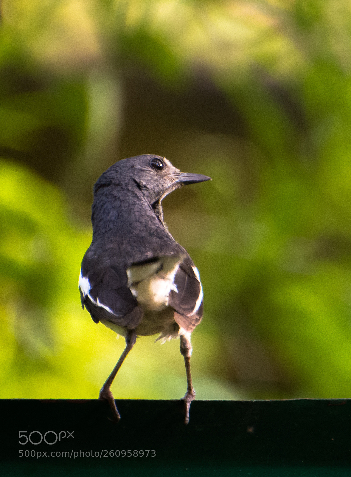 Nikon D7200 sample photo. Little bird !!! photography