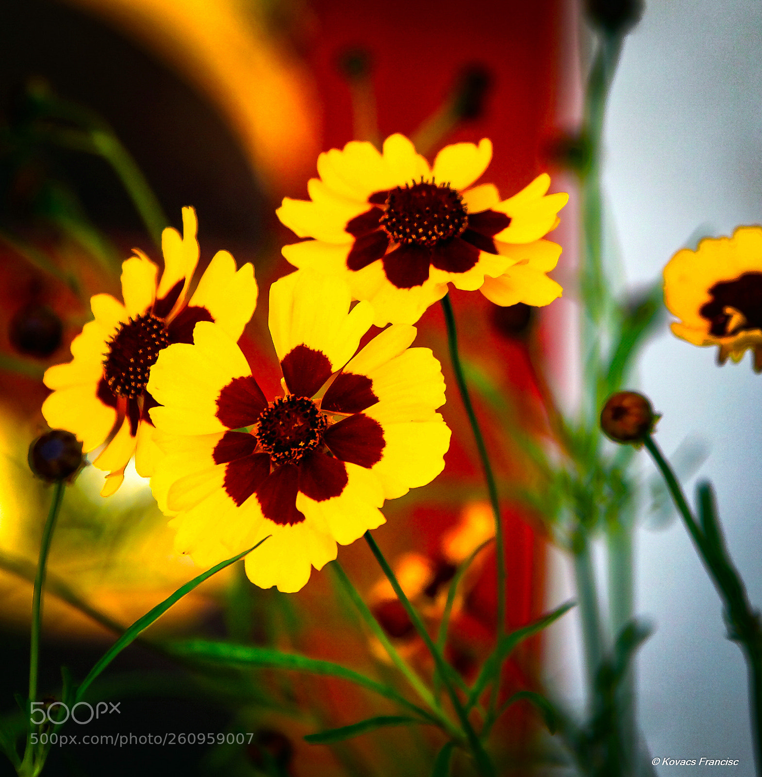 Canon EOS 5D Mark II sample photo. Flowers photography