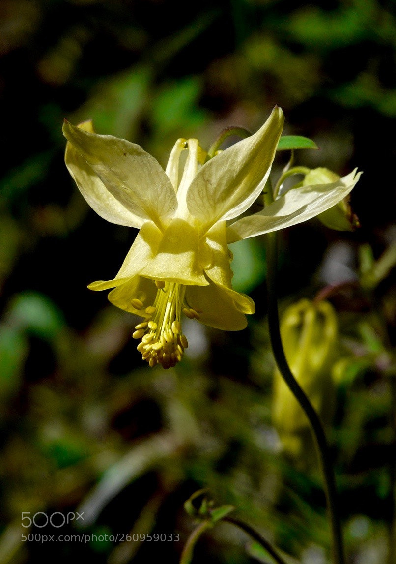 Panasonic DMC-FZ18 sample photo. Yellow columbine photography