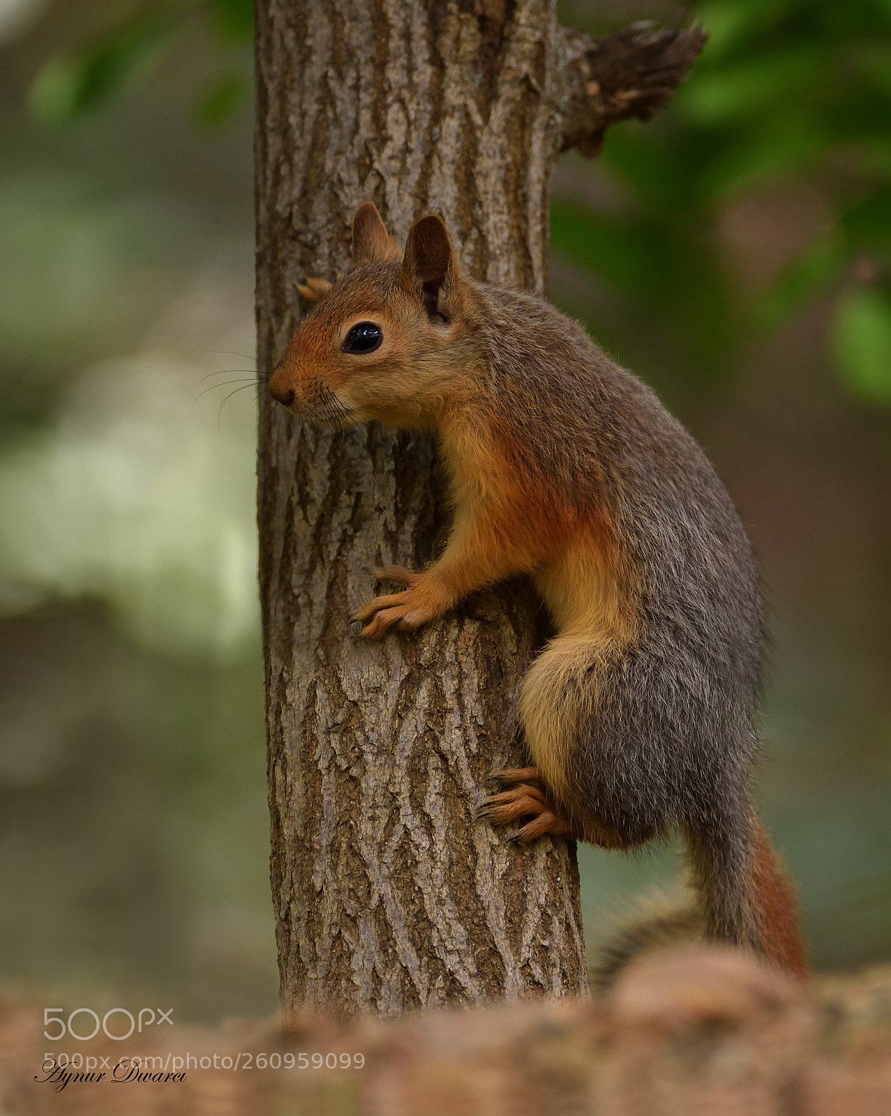 Nikon D7200 sample photo. Sciuridae - sincap photography