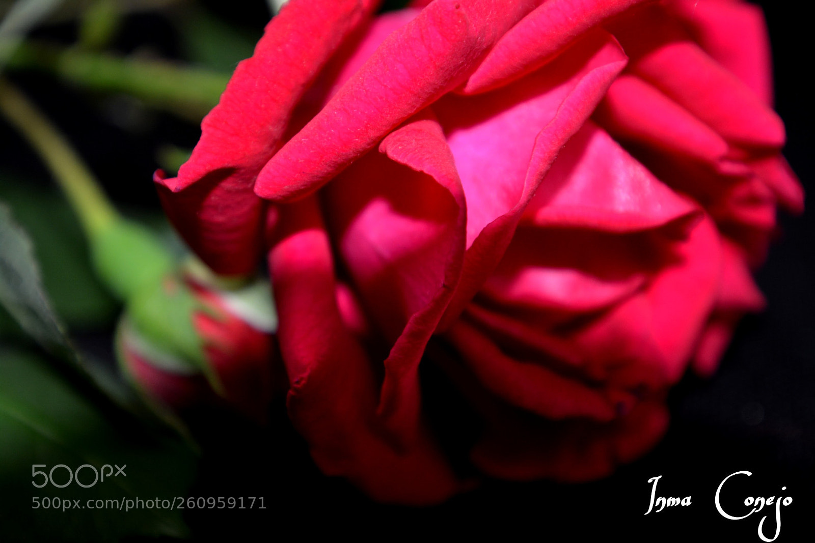 Nikon D5200 sample photo. Flores photography