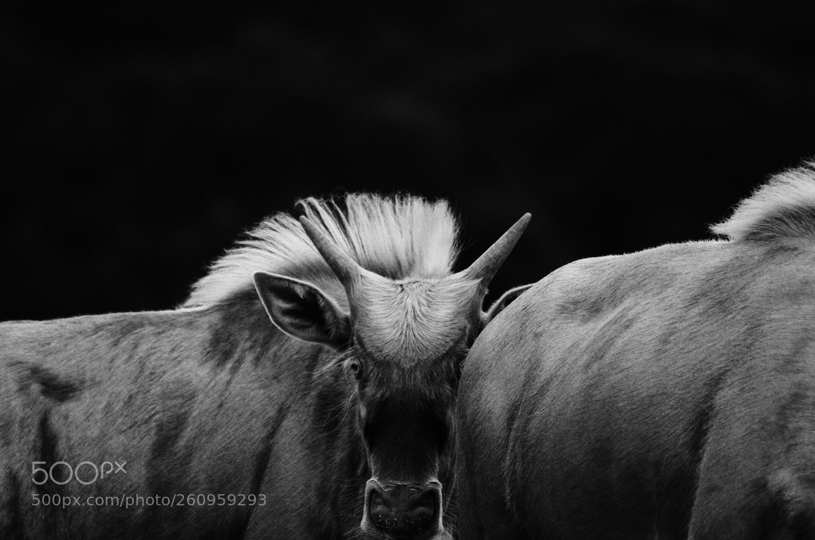 Nikon D7000 sample photo. Wildebeest photography