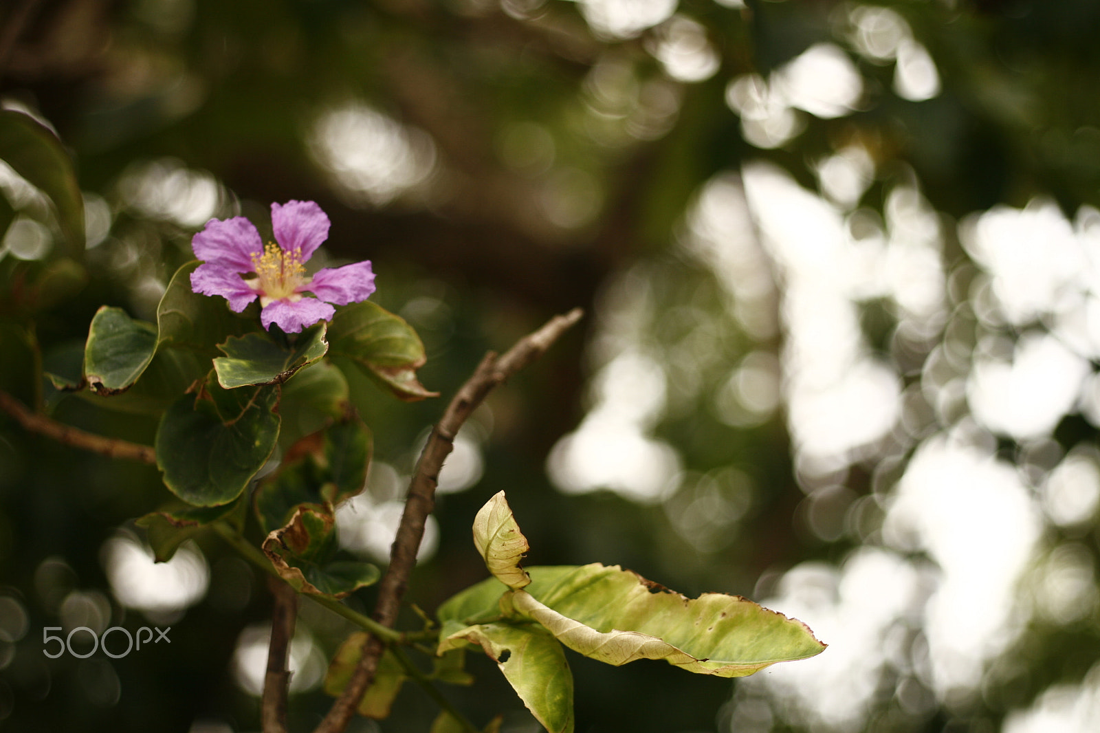 Canon EOS 30D + Canon EF 50mm F1.8 II sample photo. Lagerstroemia speciosa photography