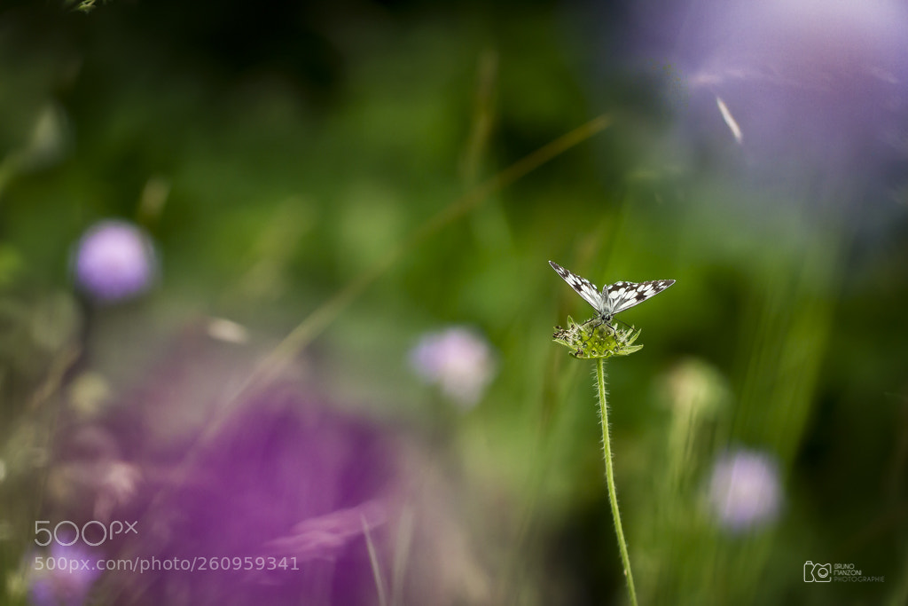 Canon EOS 7D sample photo. Colors nature photography