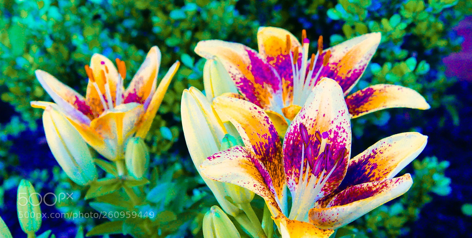 Sony a6000 sample photo. The lily row photography