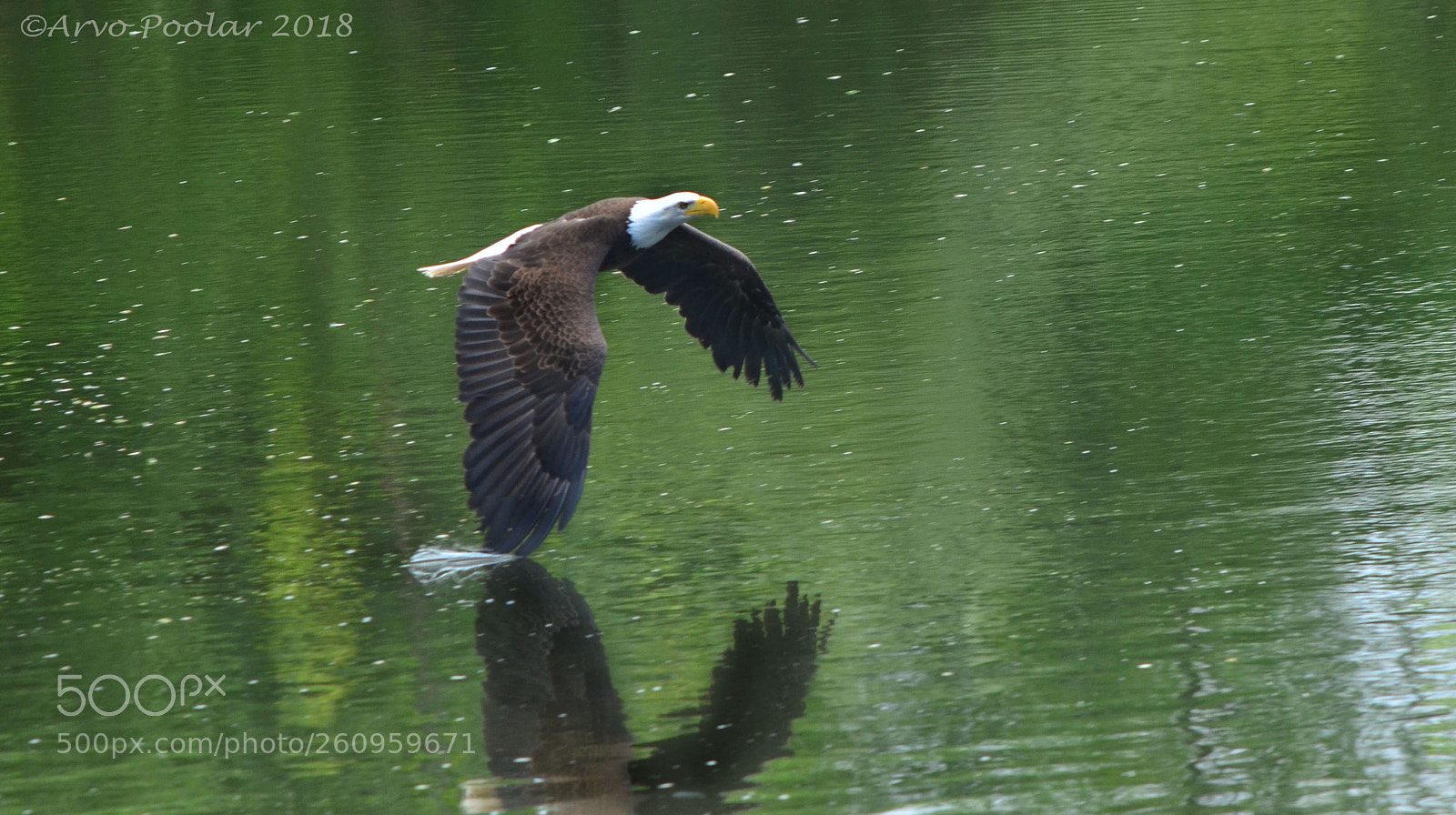 Nikon D7000 sample photo. Bald eagle photography