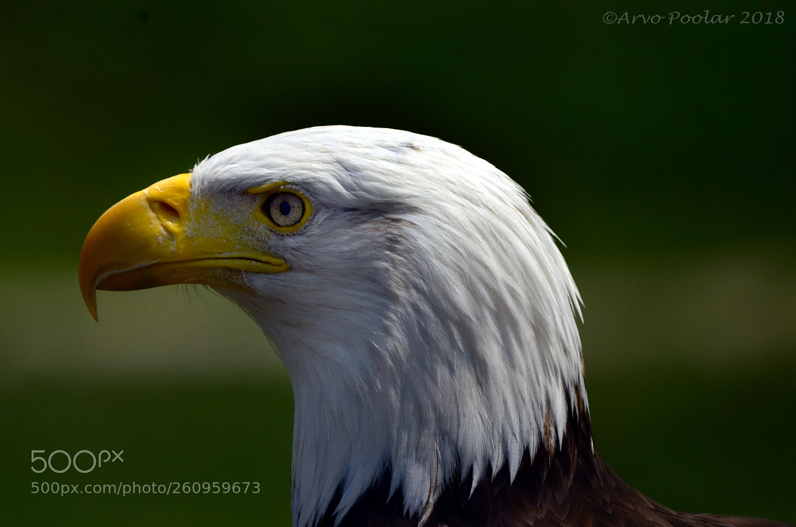 Nikon D7000 sample photo. Bald eagle photography