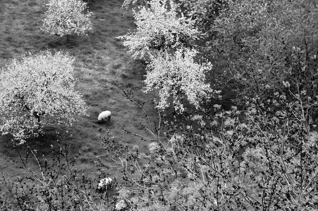 Sony Alpha NEX-5N sample photo. Sheep  photography