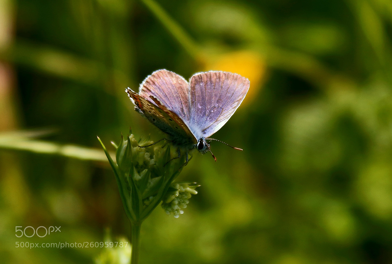 Canon EOS 1300D (EOS Rebel T6 / EOS Kiss X80) sample photo. Butterfly in the grass photography